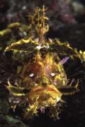 Portrait of an undersea beast - Weedy Scorpionfish, Rhino... by Richard Smith 